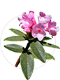 Rhododendron adamsii (Саган Дали)